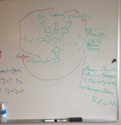 Main-effects---white-board-genesis