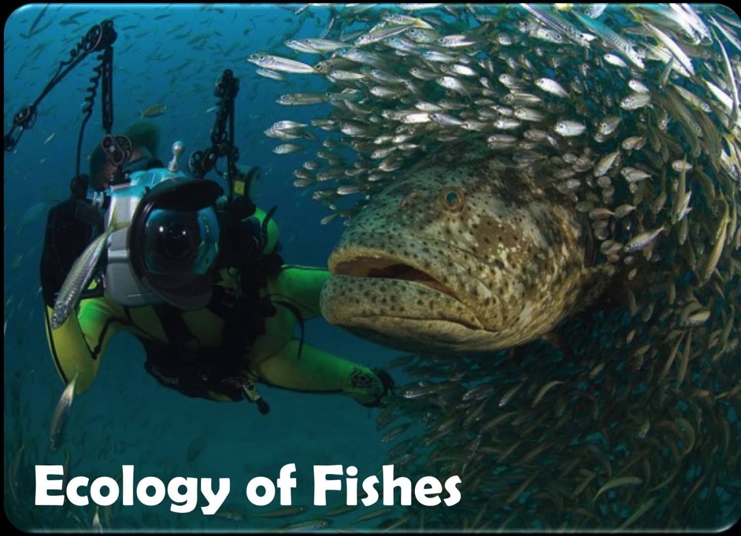 Ecology of Fishes
