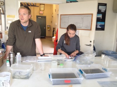 Chris & Molly are measuring silverside adults used to fertilize the first experiment