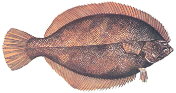 winter flounder