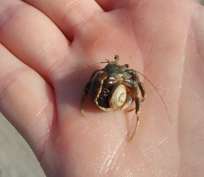 Hermit crab needs new apartment