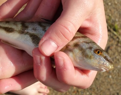 A juvenile Northern Kingfish, Menticirrhus saxatilis