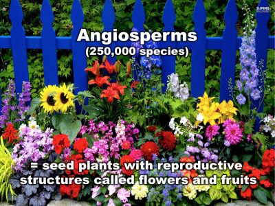 Angiosperms
