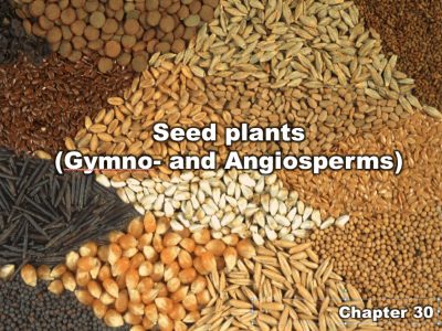 Chapter 30 | Seed plants