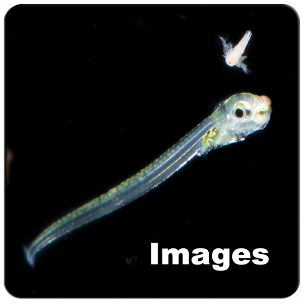 Images_08