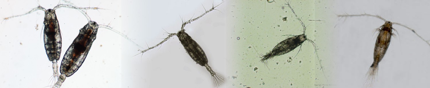 Epigenetic plasticity enables copepods to cope with ocean