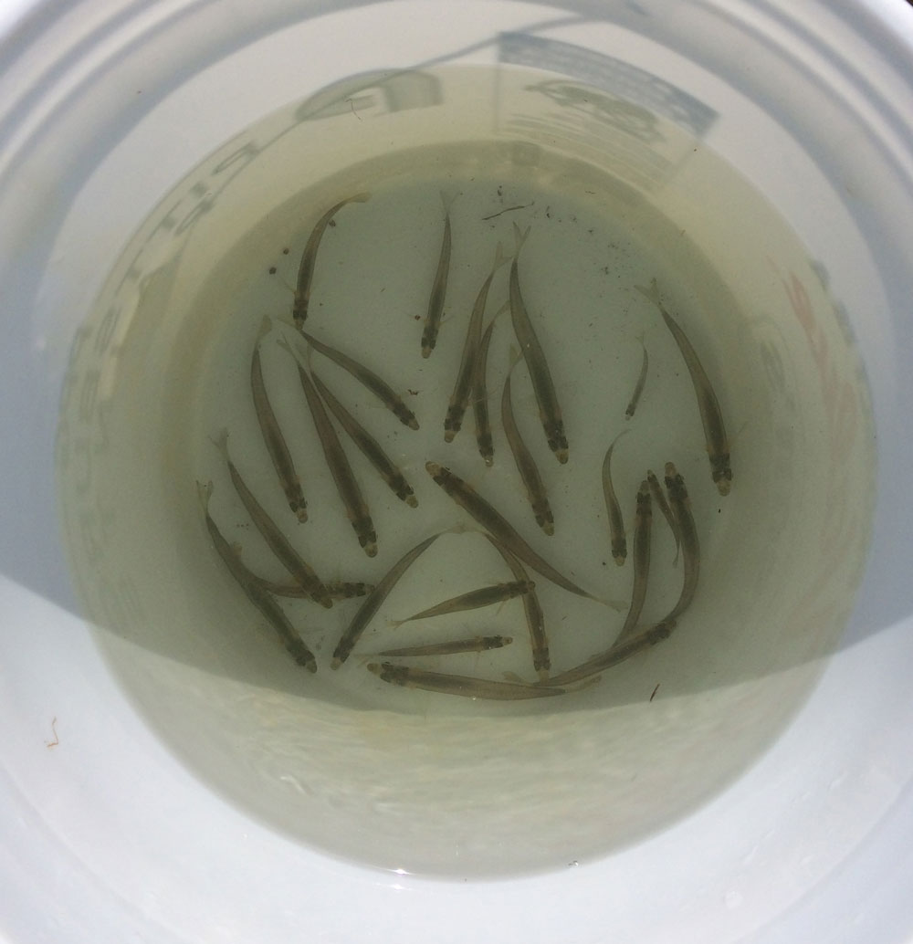 bucket of silversides