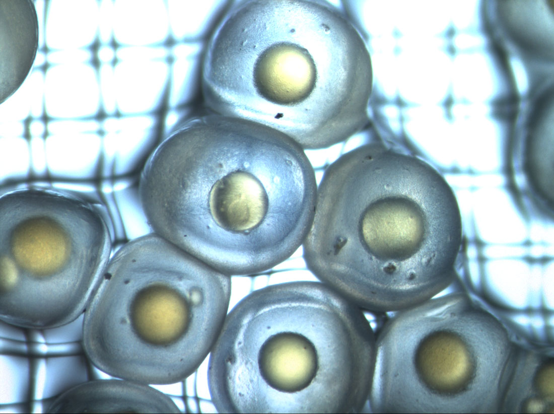 sandlance embryos