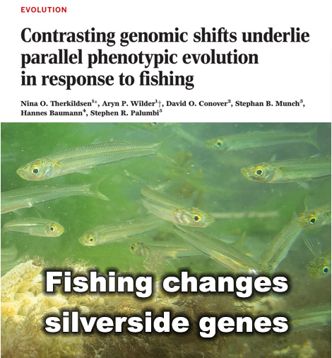 Fishing changes silverside genes