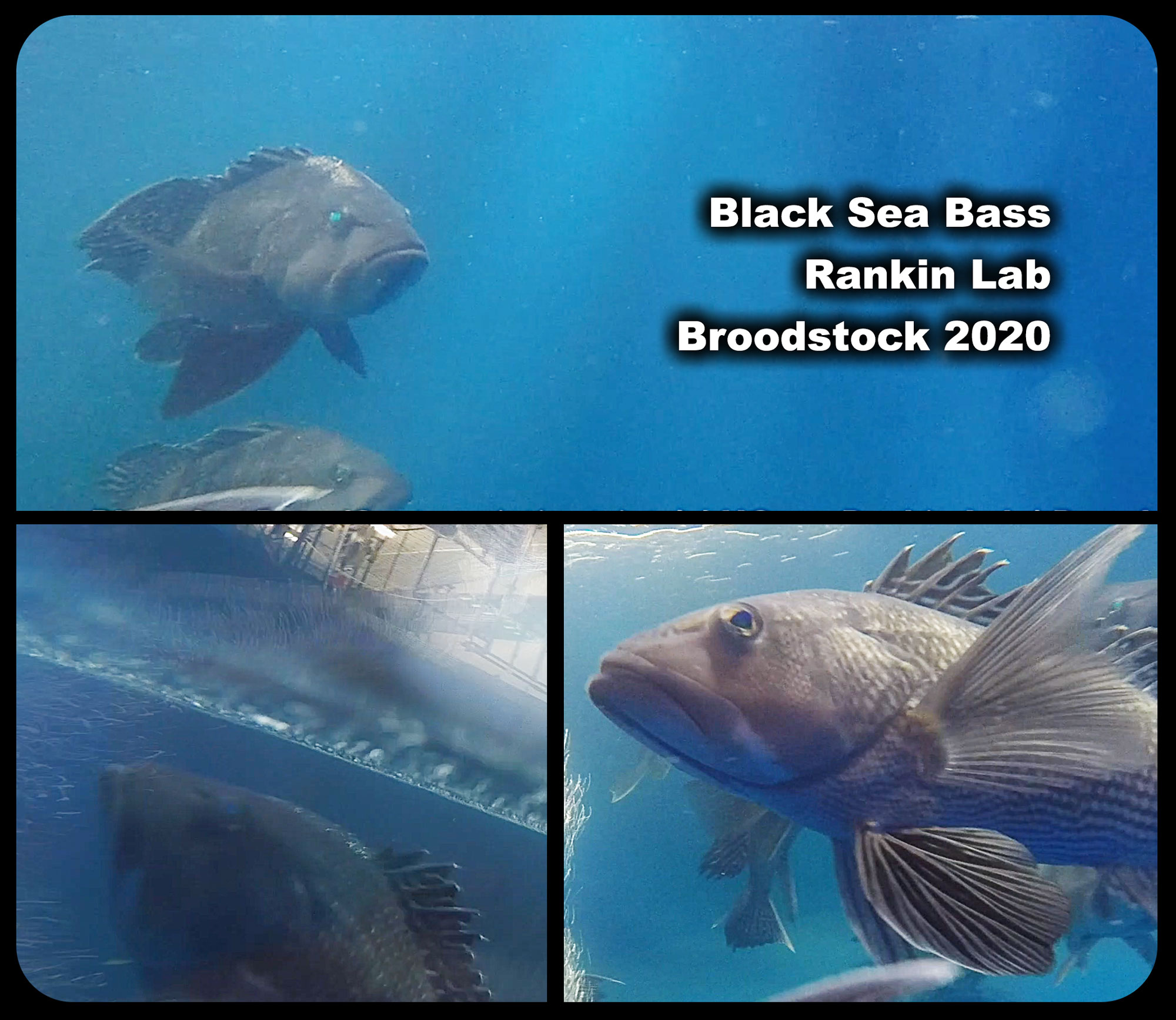 Black-Sea-Bass-broodstock2020