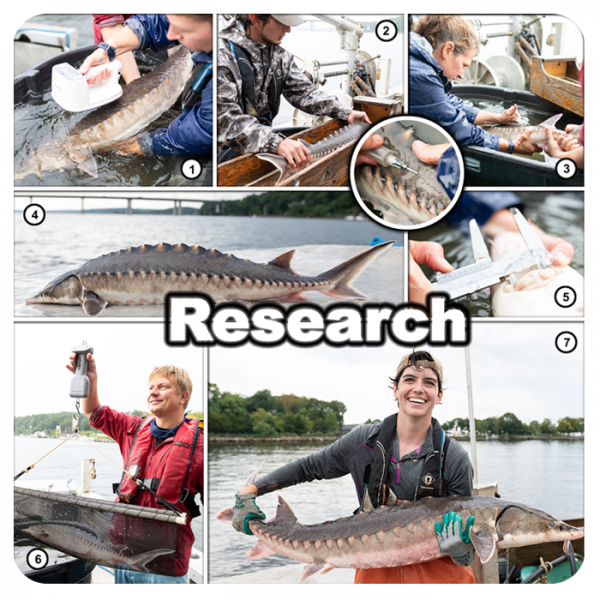 Research_13_real